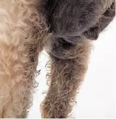 9 Year Old Male Wheaton Terrier