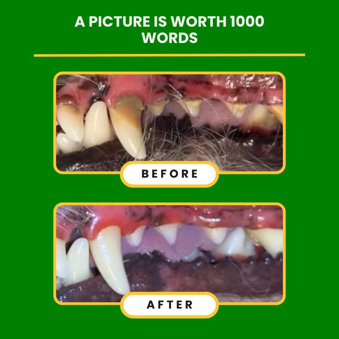 Nexderma Toothpaste | Daily Oral Care for Pets