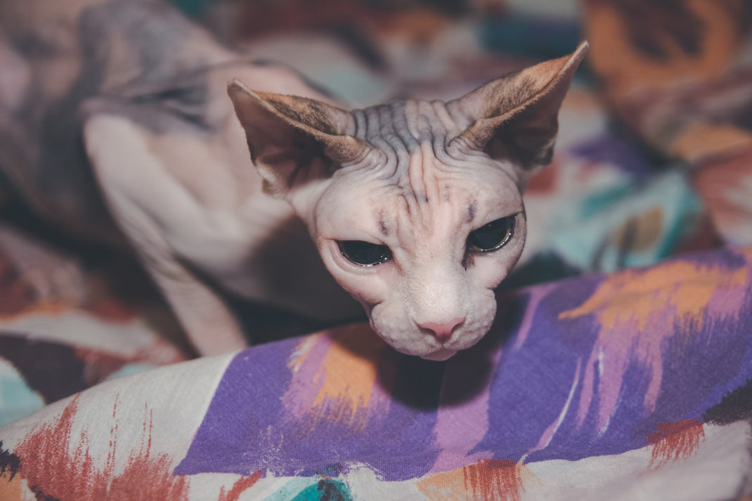 Best Wound Wipes For Sphynx Cats Nexderma